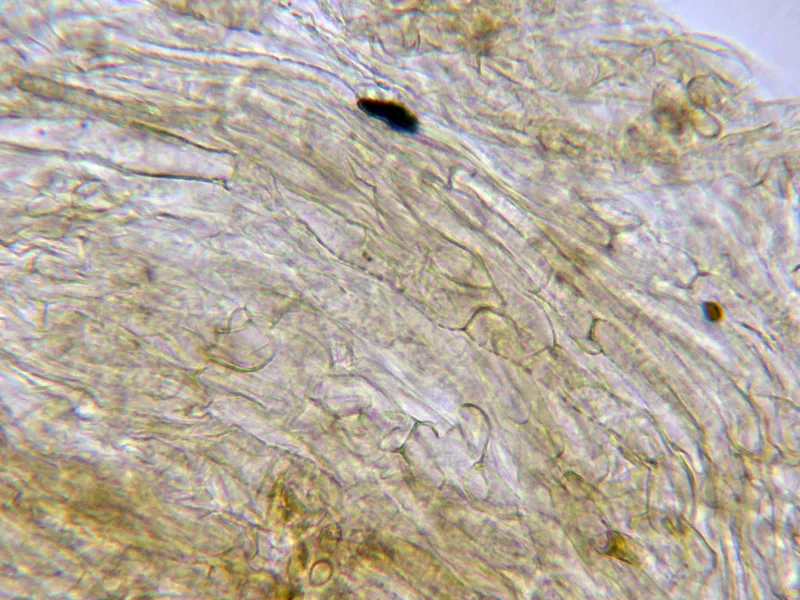 Bonomyces sinopicus 4 - Suprapellis agua-001